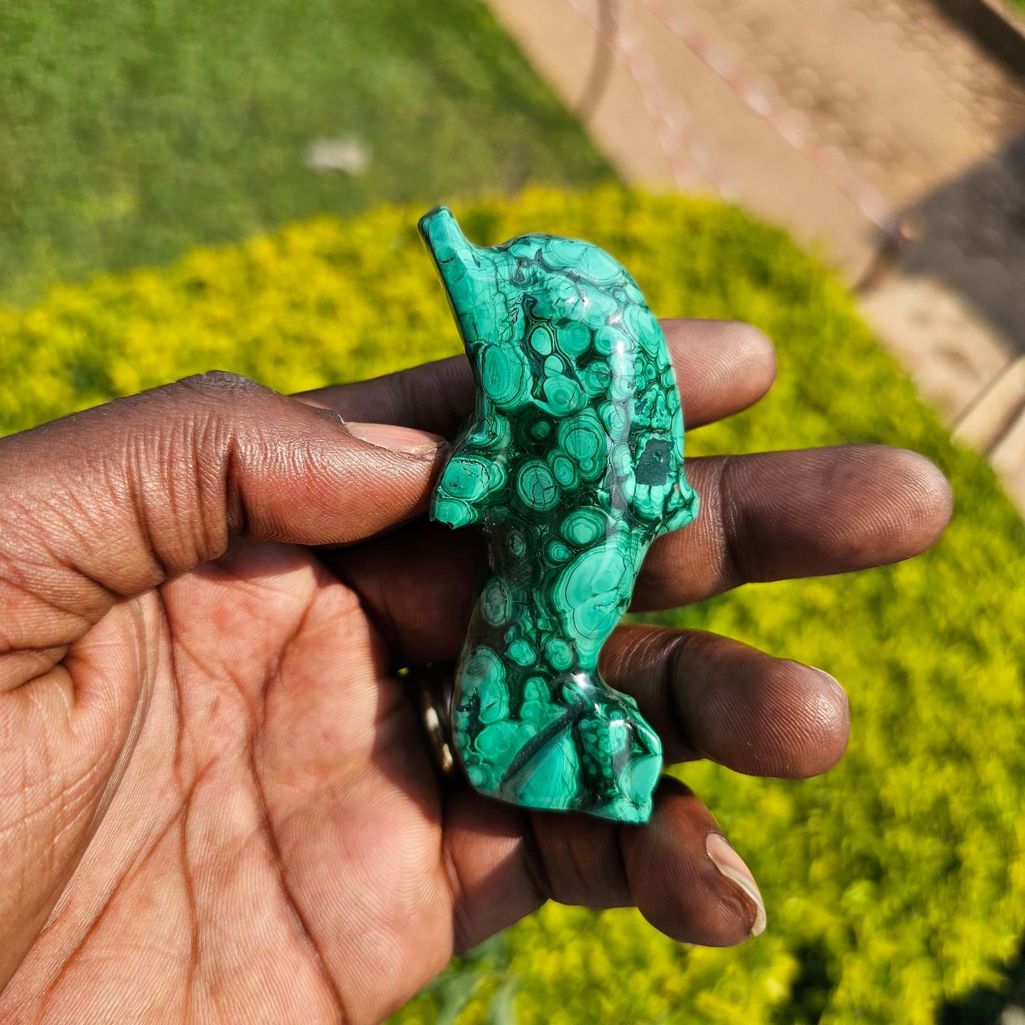 Malachite Dolphin