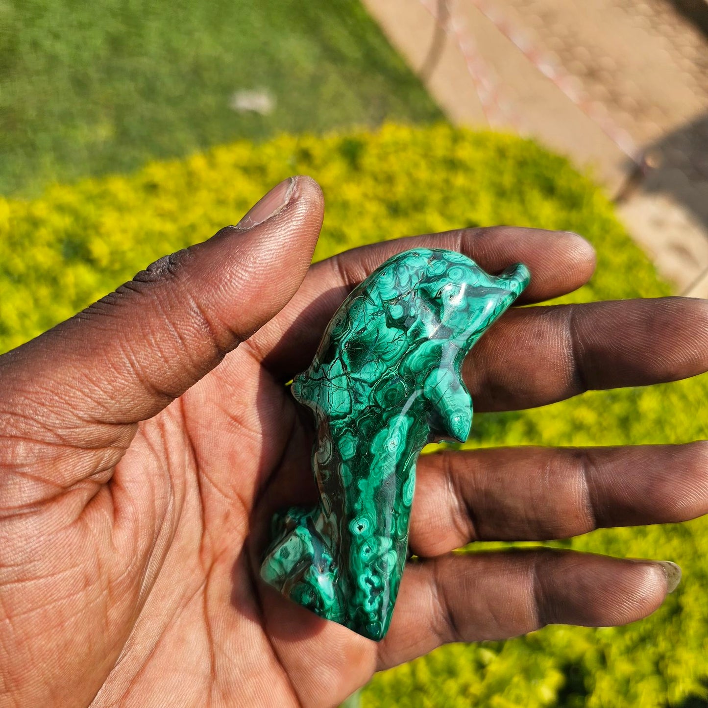 Malachite Dolphin