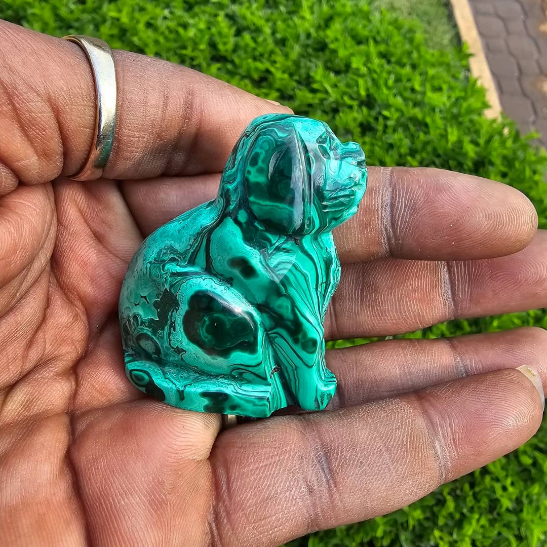 Malachite Dog