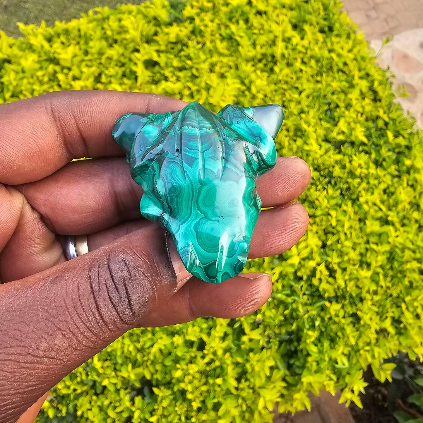 Malachite_Frog