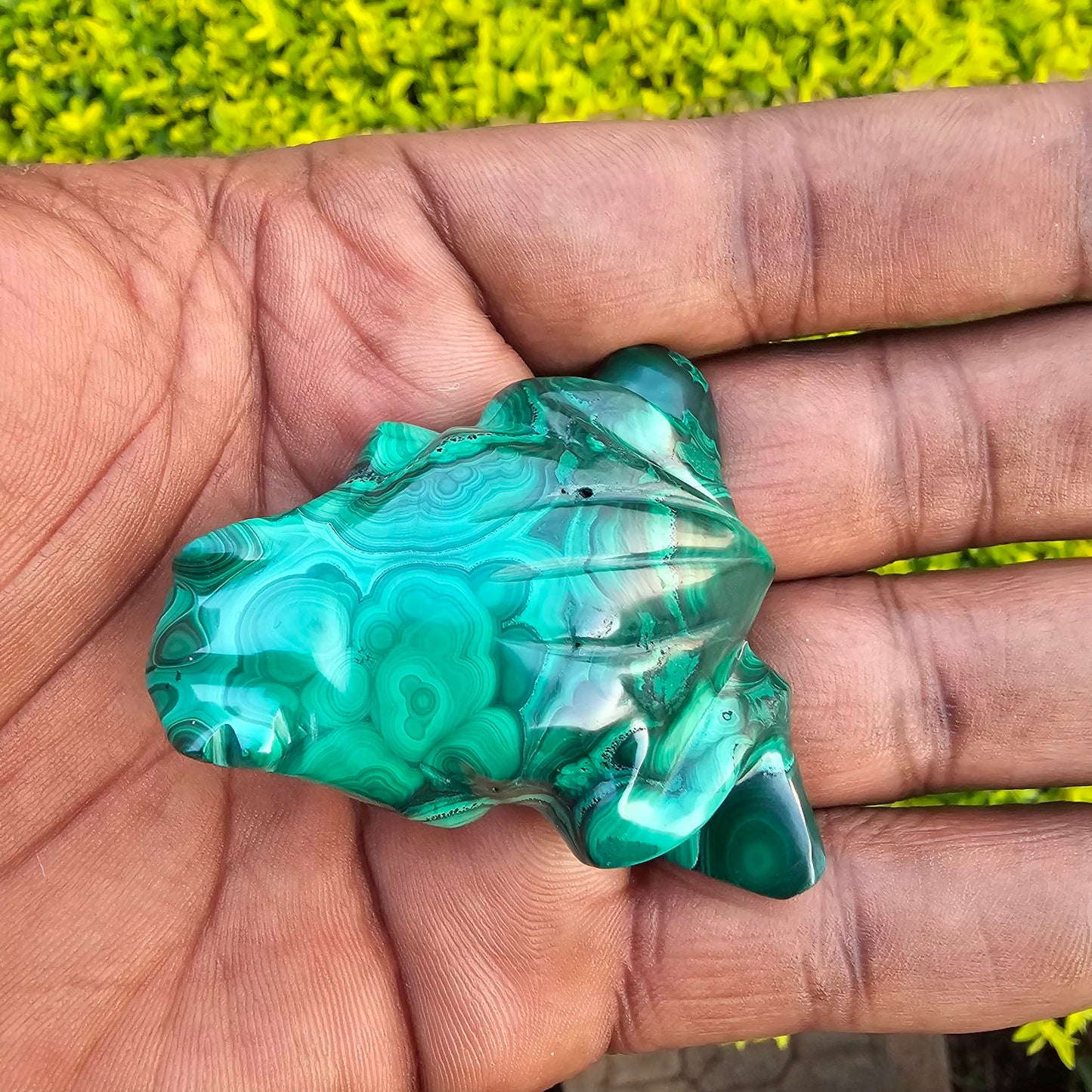 Malachite_Frog