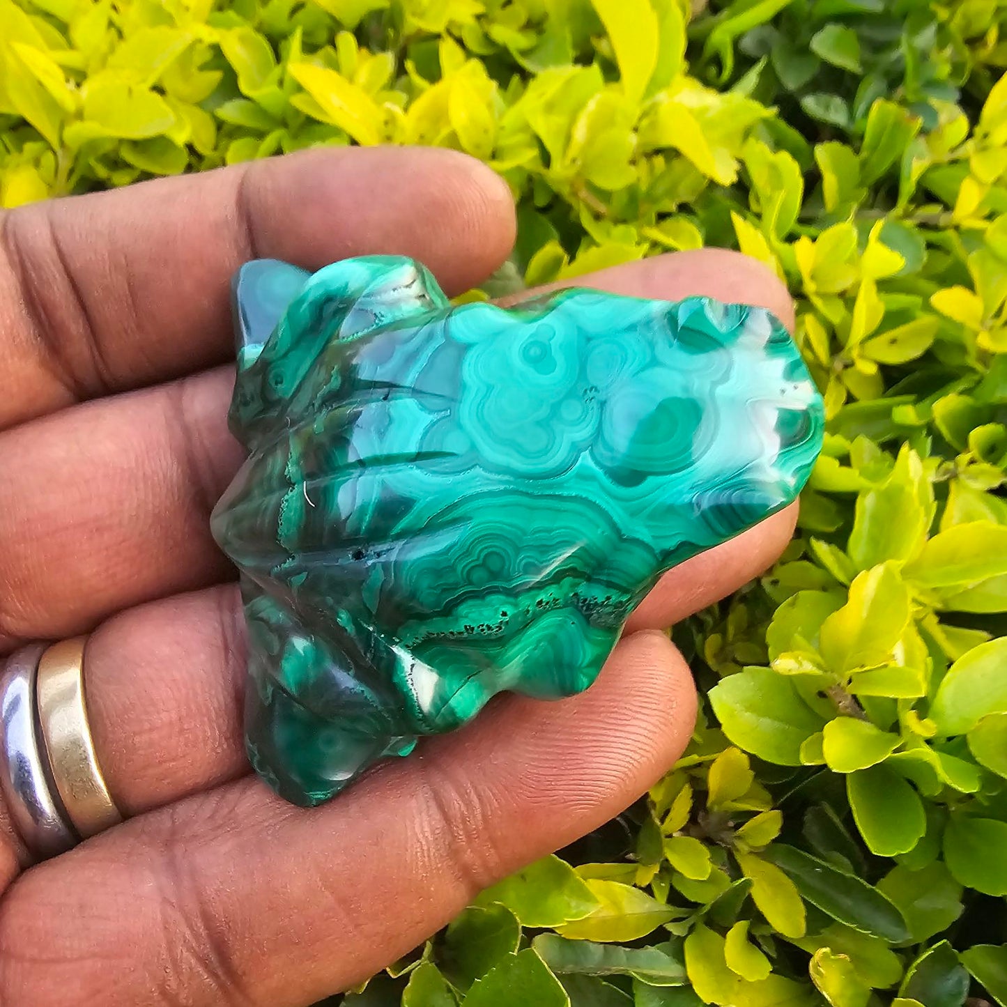 Malachite_Frog