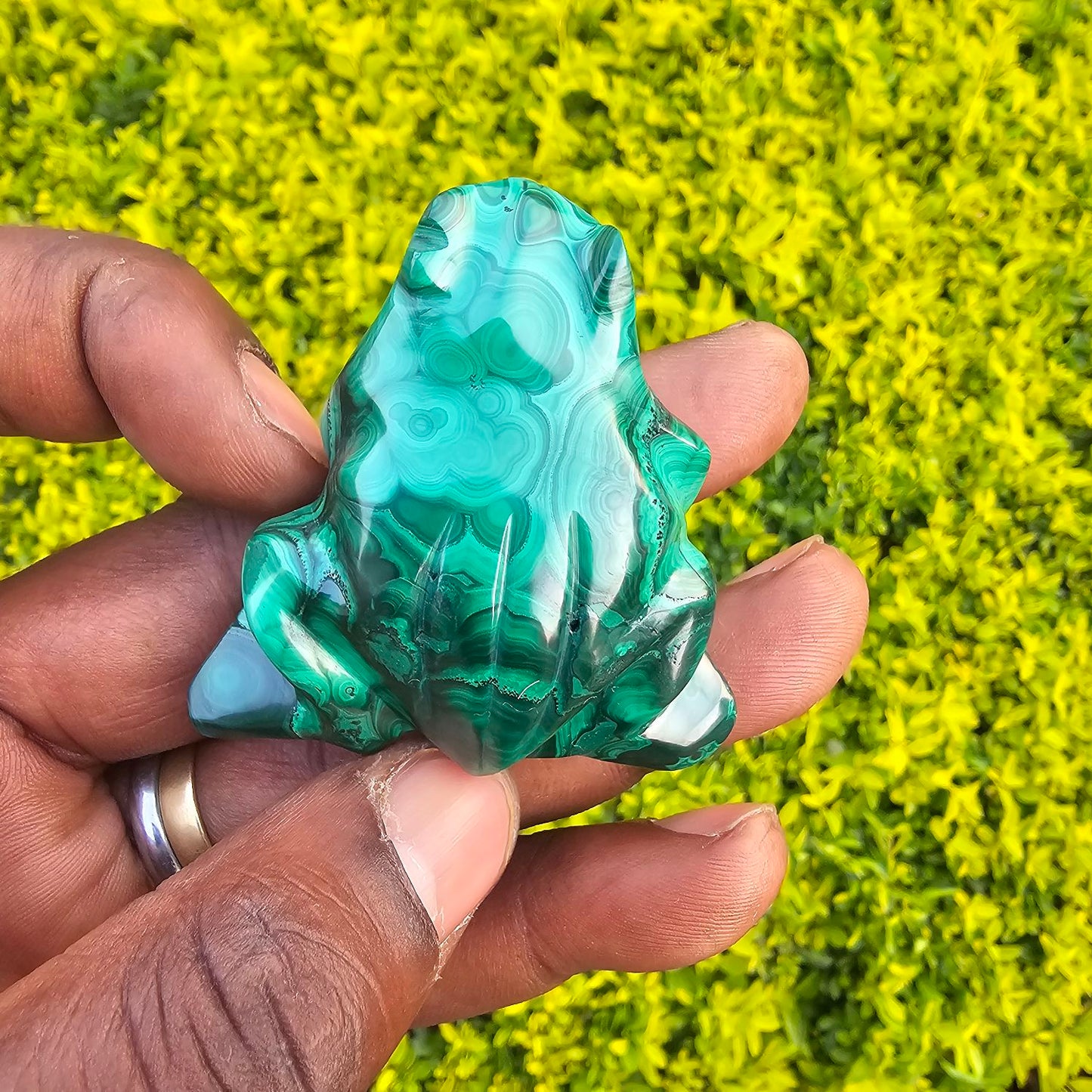 Malachite_Frog