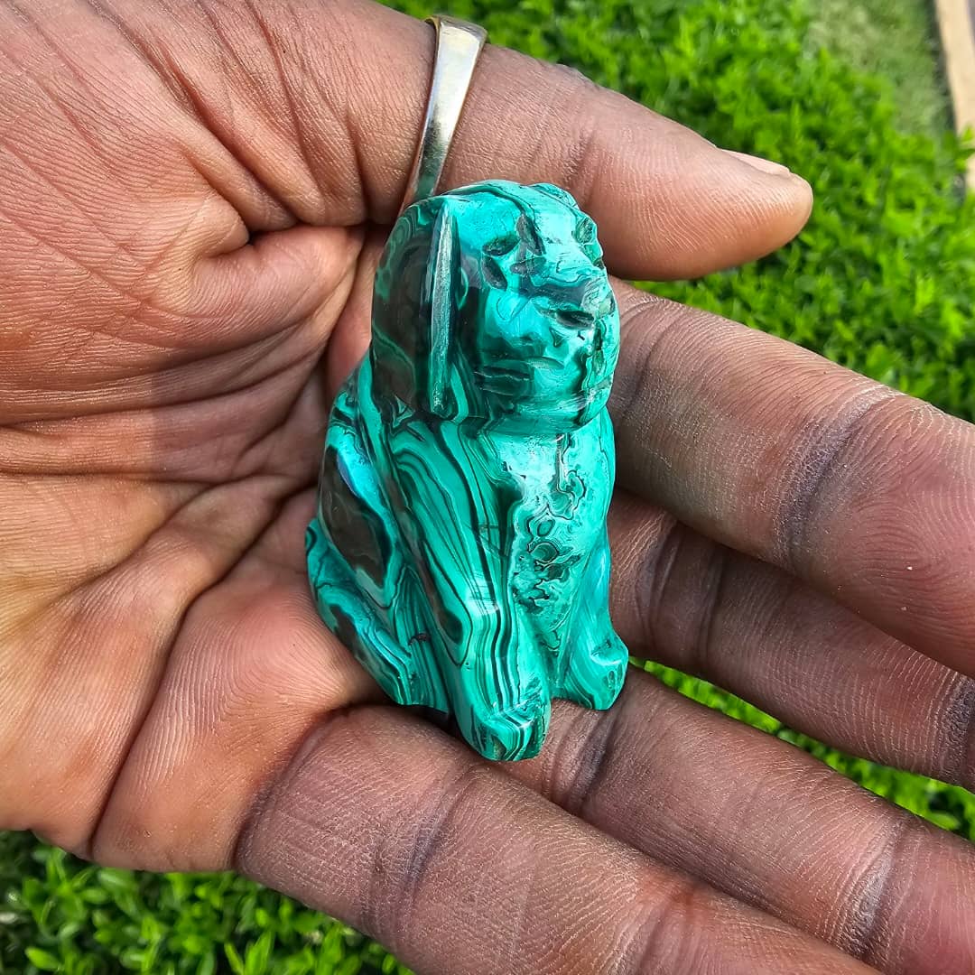 Image of Malachite Dog