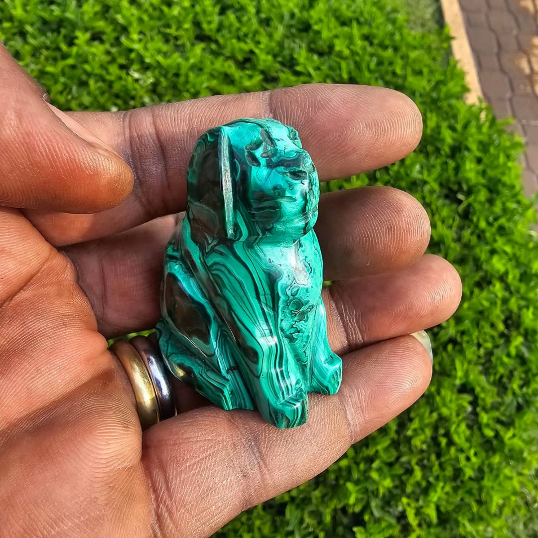 Image of Malachite Dog 01