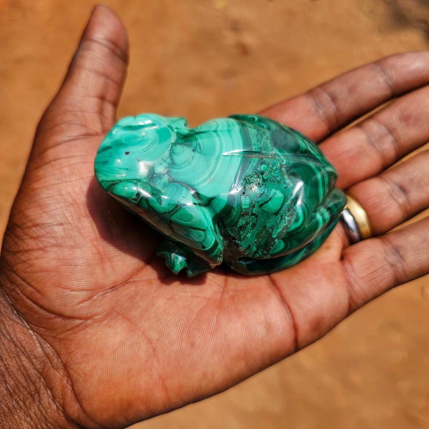 Malachite Frog 🐸