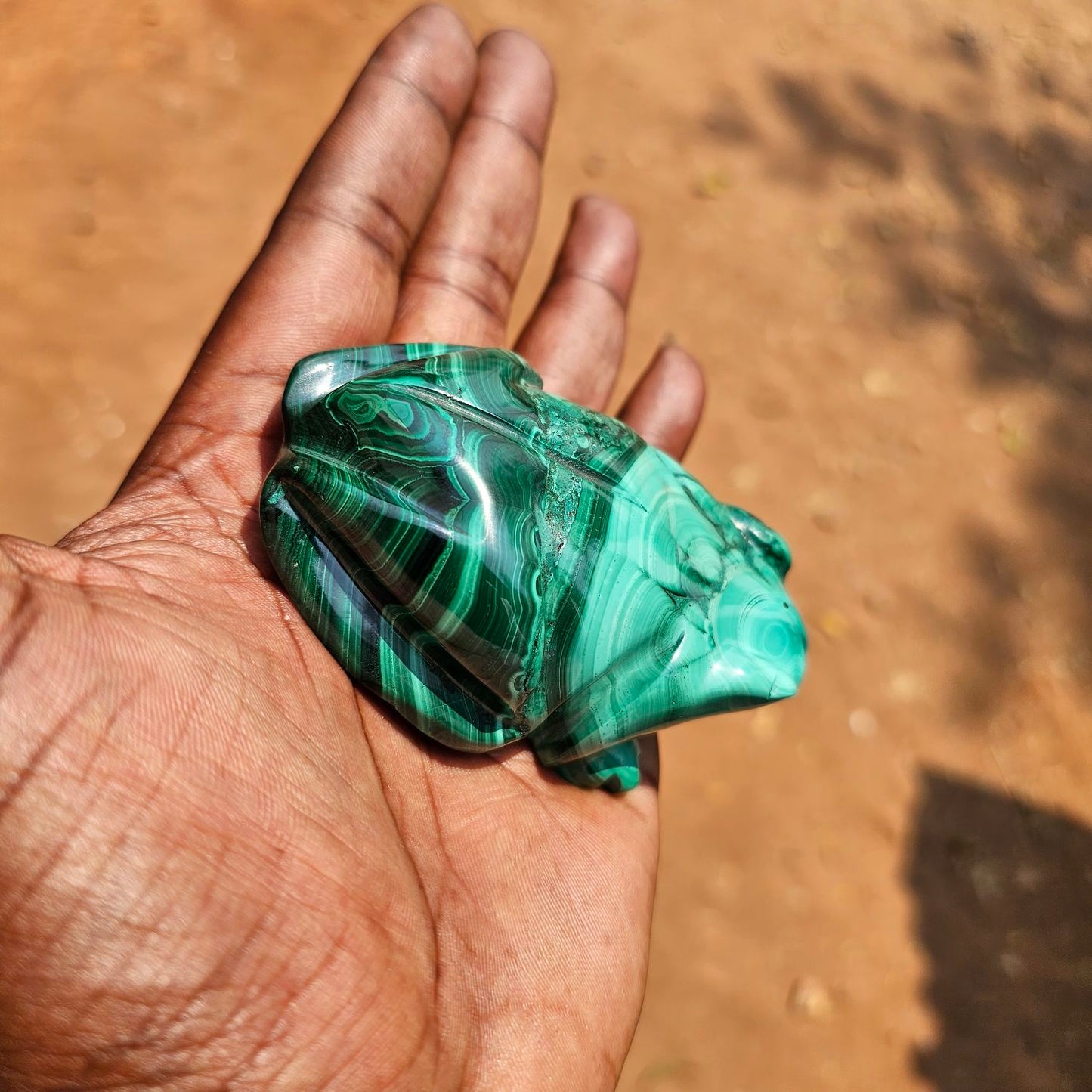 Malachite Frog 🐸