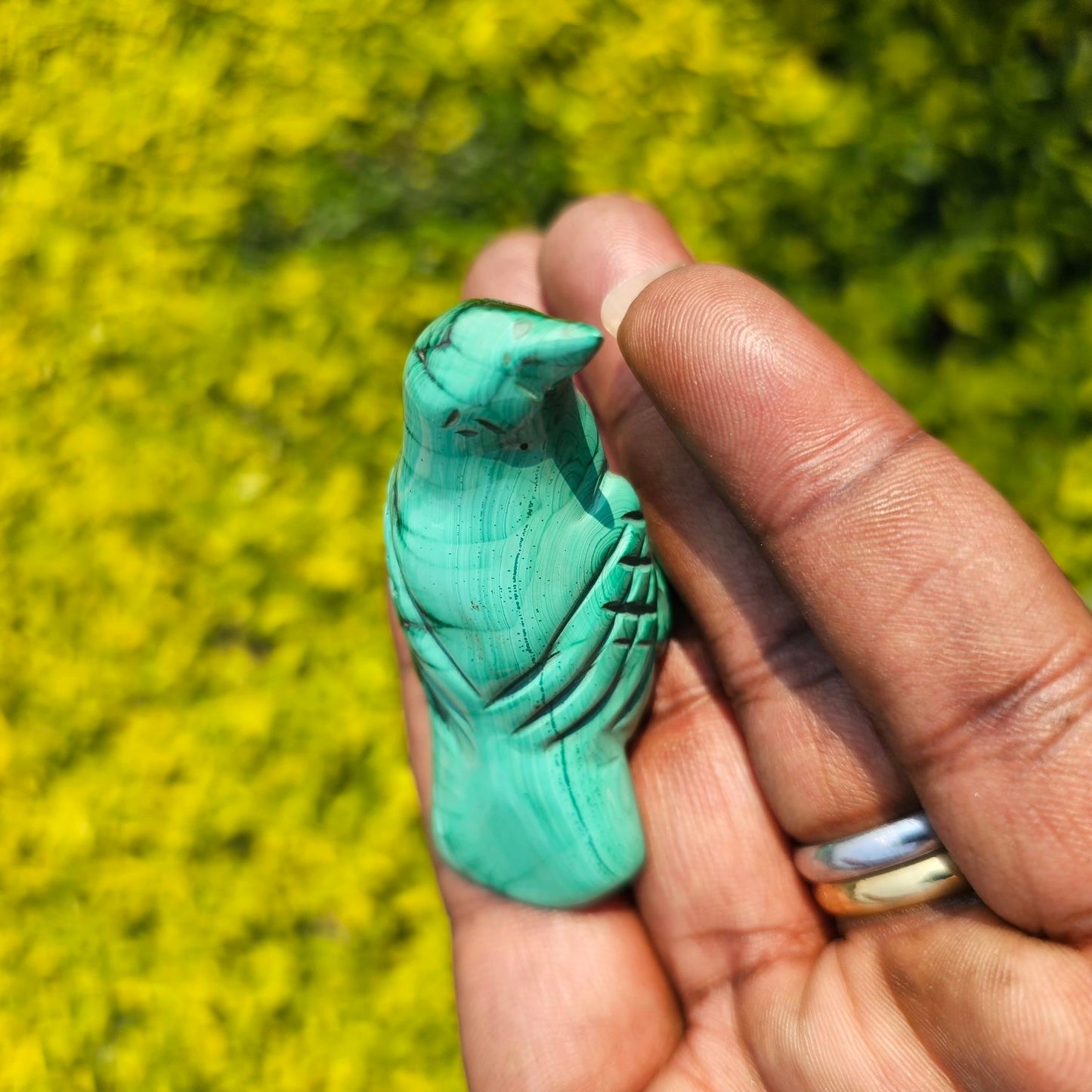 Malachite Bird