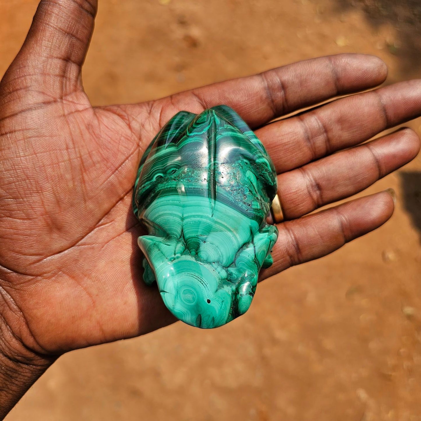 Malachite Frog 🐸