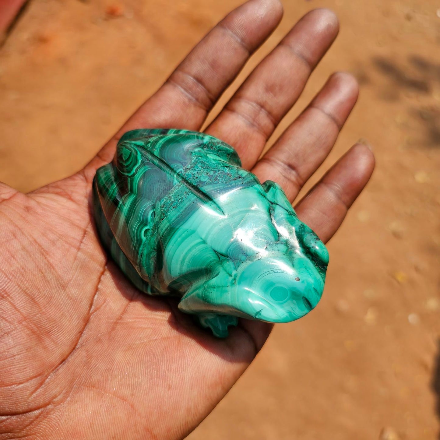 Malachite Frog 🐸