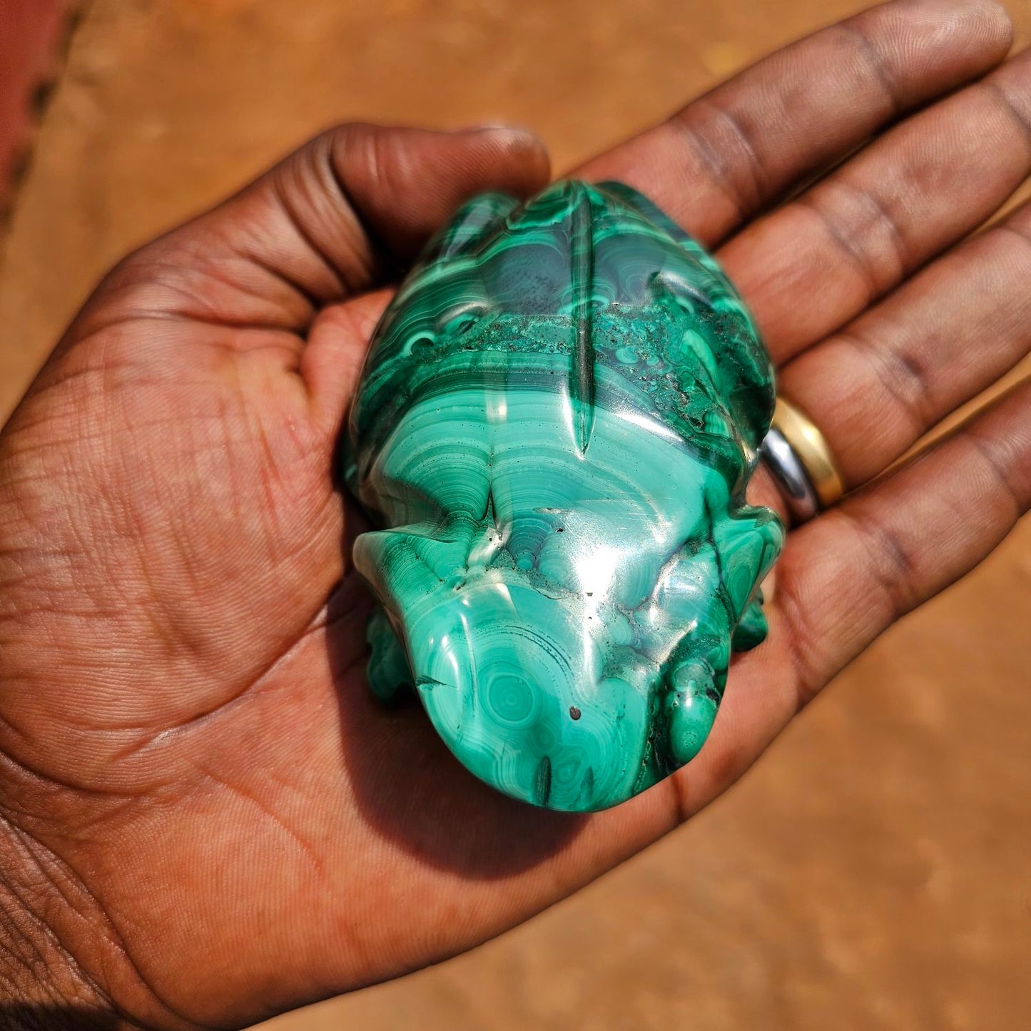 Malachite Frog 🐸