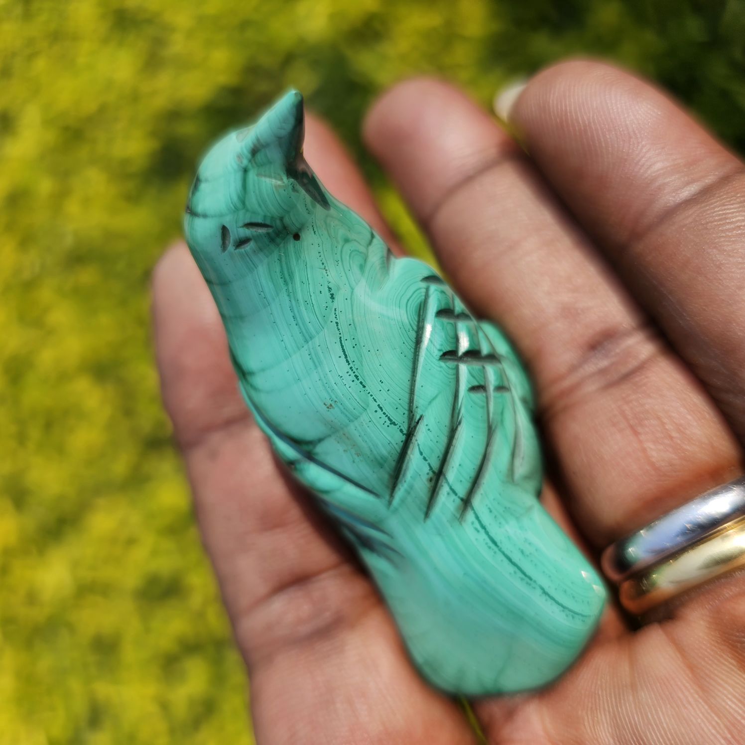 Malachite Bird