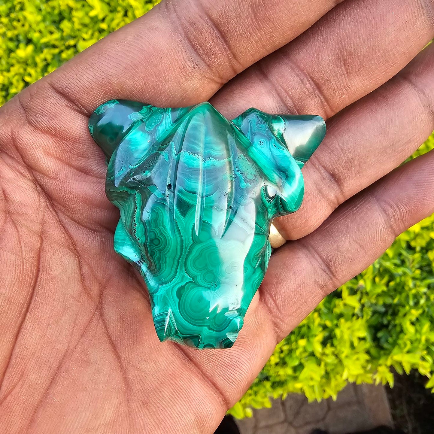 Malachite Frog