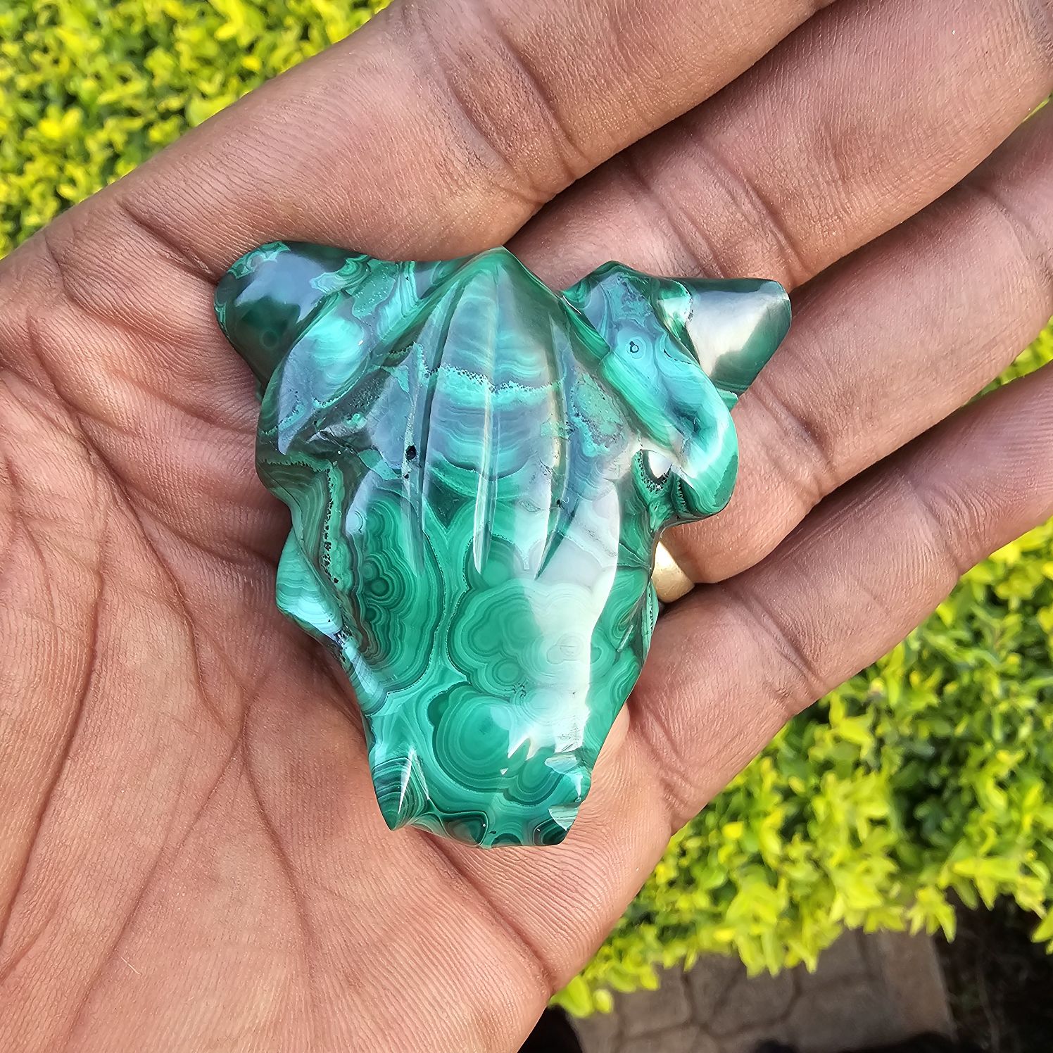 Malachite Frog