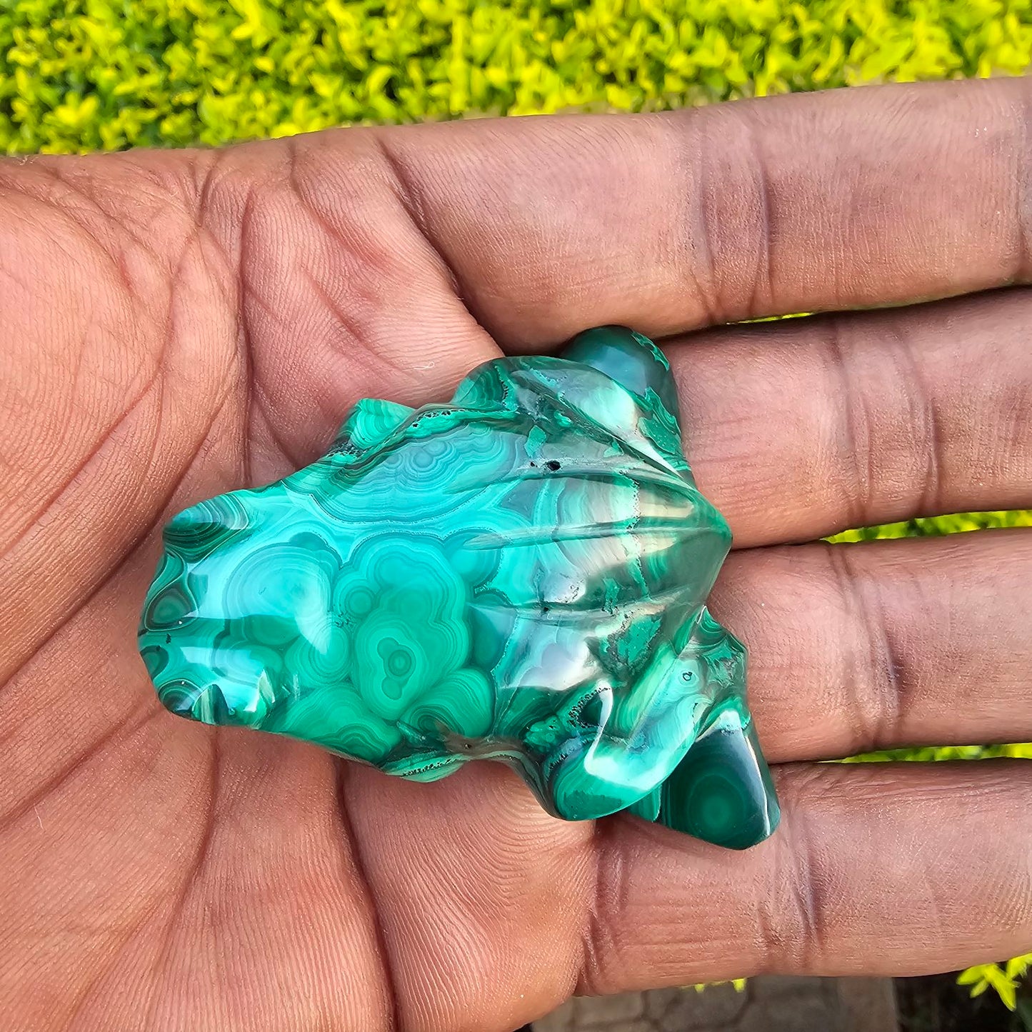 Malachite Frog