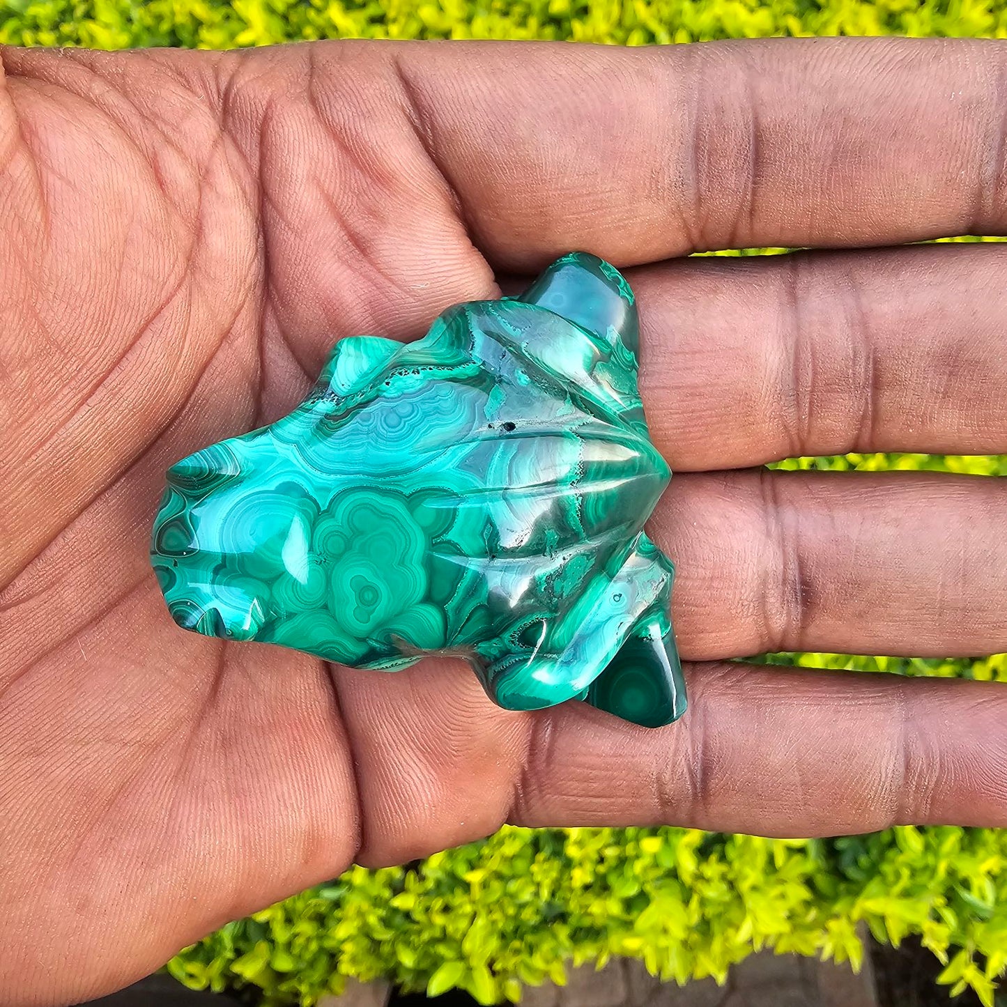 Malachite Frog