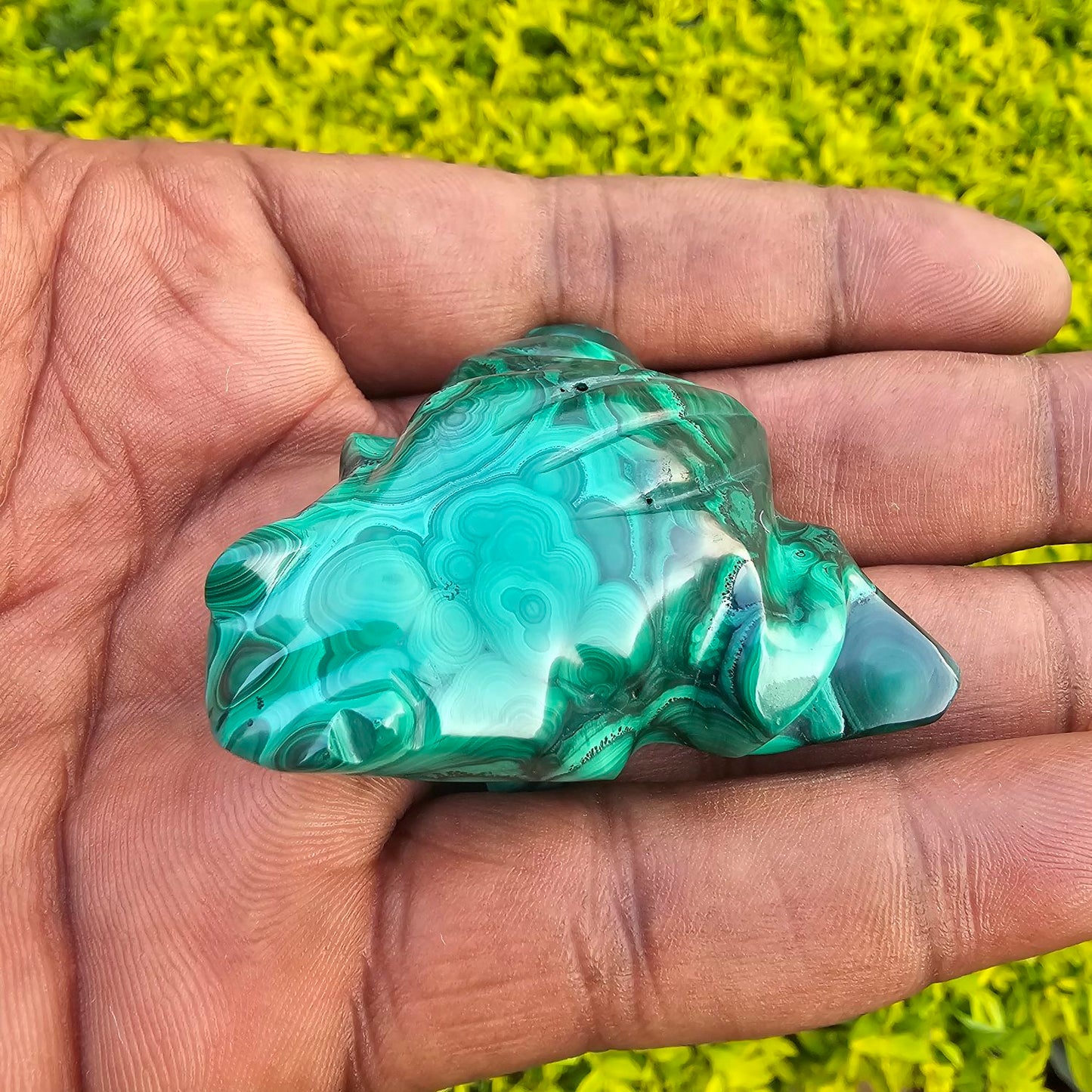 Malachite Frog